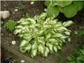 hosta